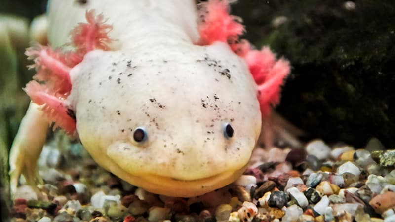 Axolotl Shows Promise in Unlocking Skin Regeneration Secrets